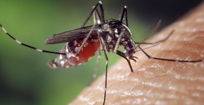 Remedios picadas mosquitos