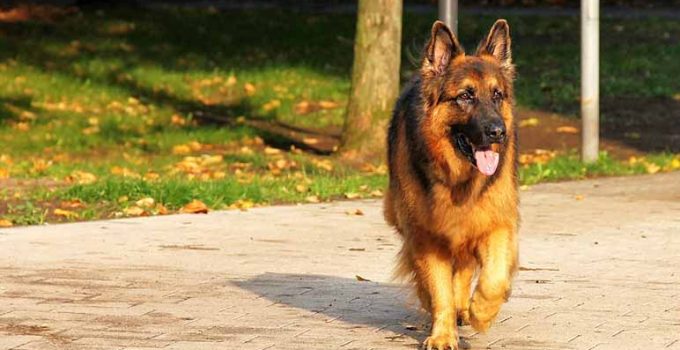 Las diez mejores razas de perro guardián - Apréndete