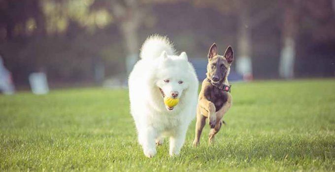 Ejercicios para perros hiperactivos - Apréndete