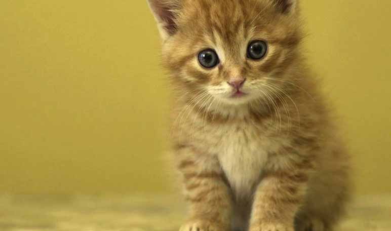 14 nombres para gatas y su significado