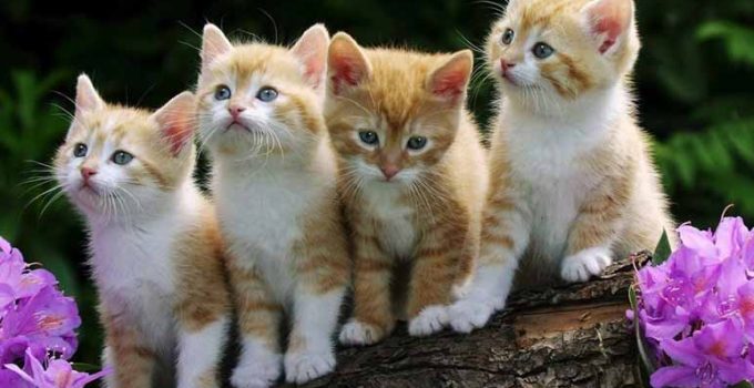 14 nombres para gatas y su significado