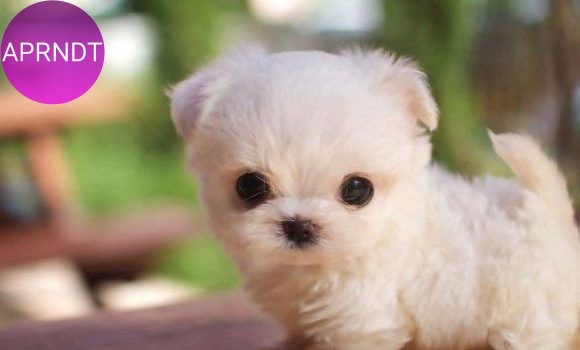 nombres para perros más populares