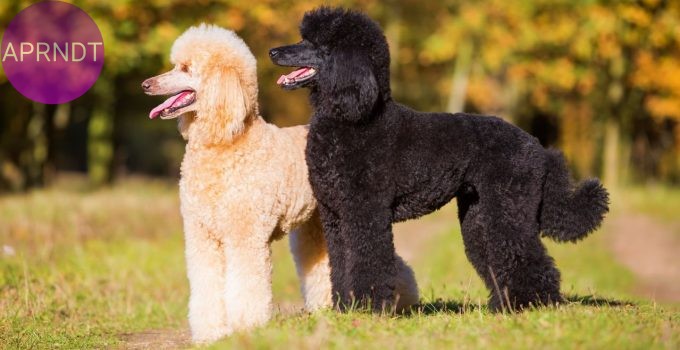 razas de perro mas obedientes