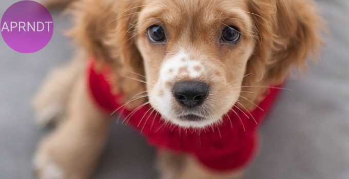 razas de perros para dueños primerizos