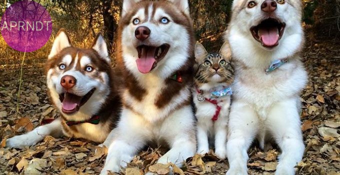 razas de perros traviesos