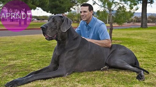 7 razas de perros para casas grandes