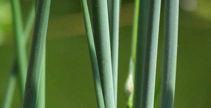 Infusión de cola de caballo para adelgazar - Apréndete
