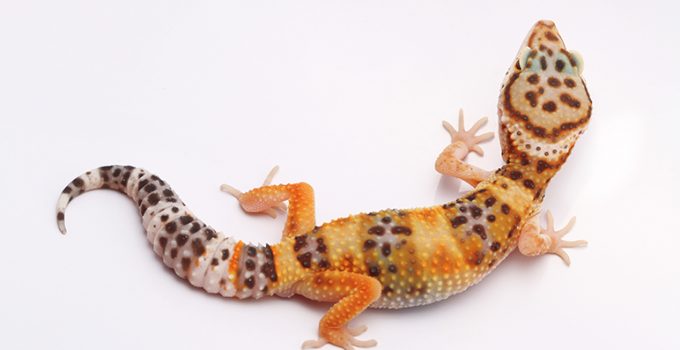 Gecko, el reptil más simpático - Apréndete