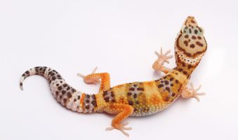 Gecko, el reptil más simpático - Apréndete