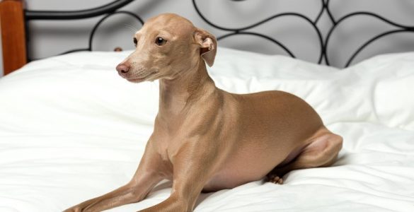 Galgo italiano: 7 rasgos que identifican a esta raza canina - Apréndete