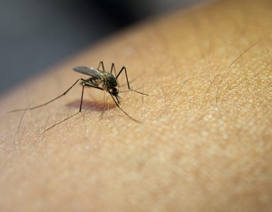 Cómo protegerse de los mosquitos de manera natural - Apréndete
